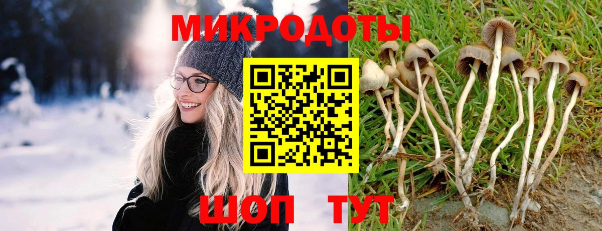 Галлюциногенные грибы Psilocybe  Вход с VPN  как найти наркотики  Буйнакск 